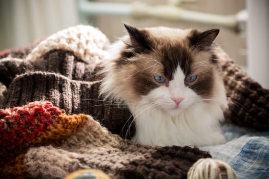 Colored threads, knitting needles and other items for hand knitting and a cute domestic cat Ragdoll on the bed.