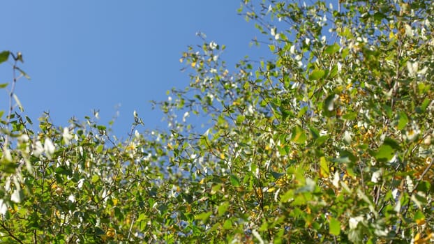 Birch (Betula pendula) trees top, sun shining through autumn leaves, blue sky (space for text) in background