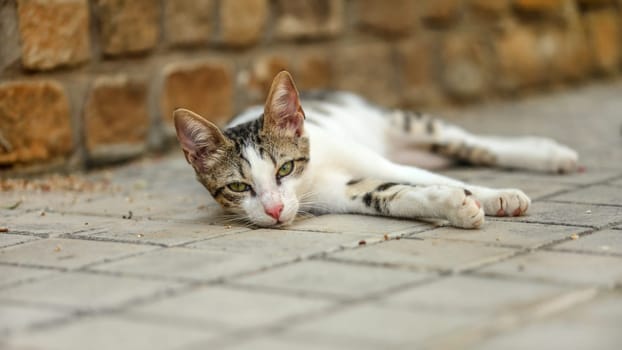 Sleepy stray cat laying on the pavement.
