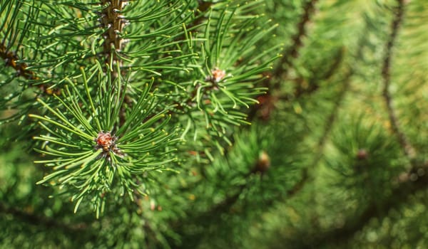 Shallow depth of field photo - young fir branches in spring.