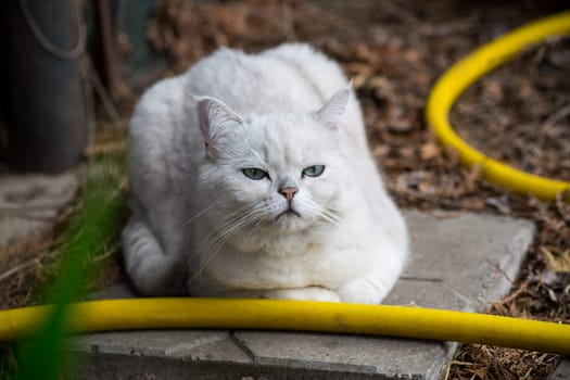 An adult cat of breed Scottish chinchilla of light gray color walks outdoors