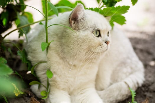 An adult cat of breed Scottish chinchilla of light gray color walks outdoors