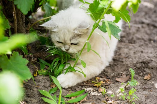 An adult cat of breed Scottish chinchilla of light gray color walks outdoors