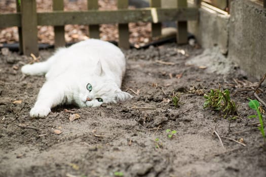 An adult cat of breed Scottish chinchilla of light gray color walks outdoors