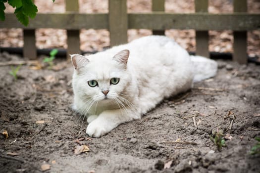 An adult cat of breed Scottish chinchilla of light gray color walks outdoors