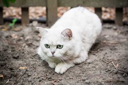 An adult cat of breed Scottish chinchilla of light gray color walks outdoors