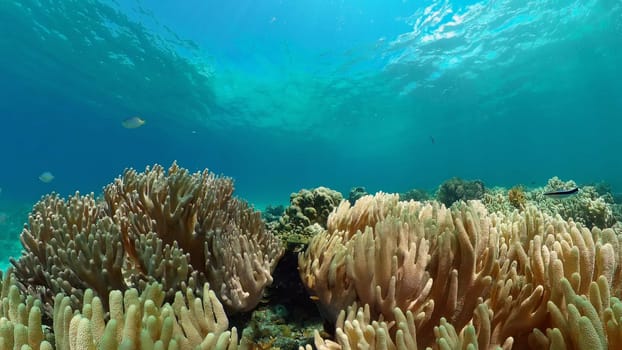 Coral reef underwater with fishes and marine life. Coral reef and tropical fish.