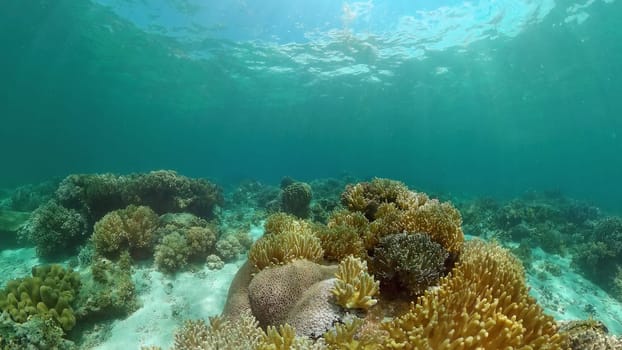 Coral garden seascape. Colourful tropical coral. Philippines.