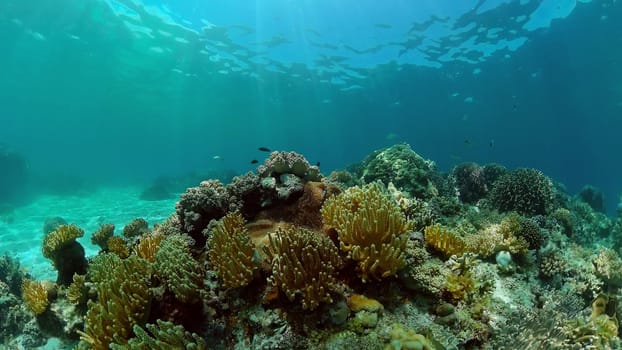 Underwater fish reef marine. Tropical colourful underwater seascape. Philippines.