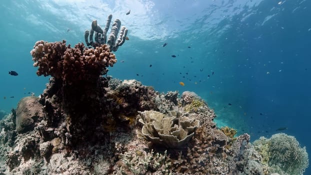 Coral reef underwater with fishes and marine life. Coral reef and tropical fish.