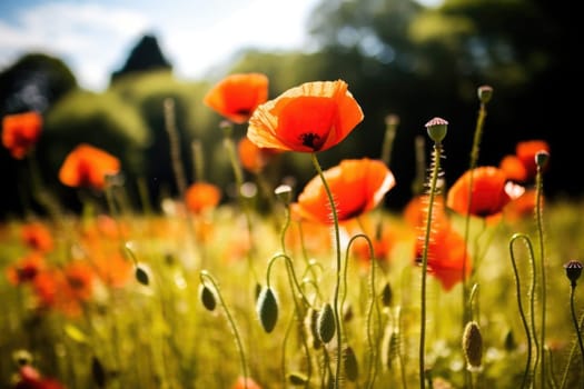 Beautiful field of red poppies in the sunset light. AI Generative