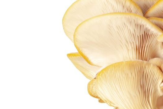 oyster mushroom close up isolated on white background.
