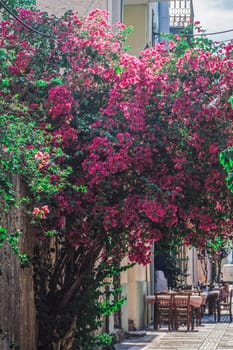 Bougainvillea ornamental bush with vivid color flowers before a pedestrian area with tavern tables in Nafplio, Greece.