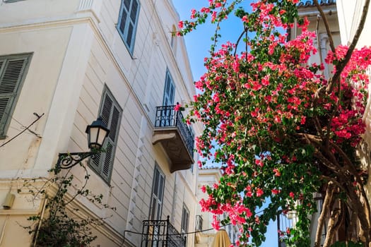 Bougainvillea ornamental bush with vivid color flowers before traditional houses in Nafplio, Greece.