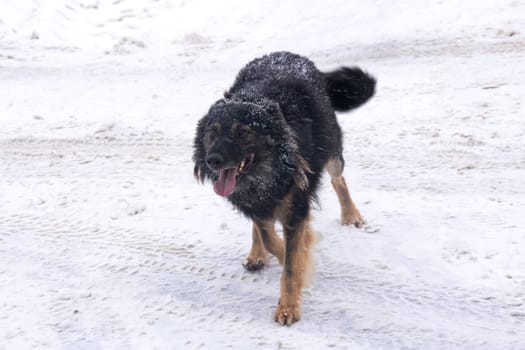 Black fluffy dog in the snow close up