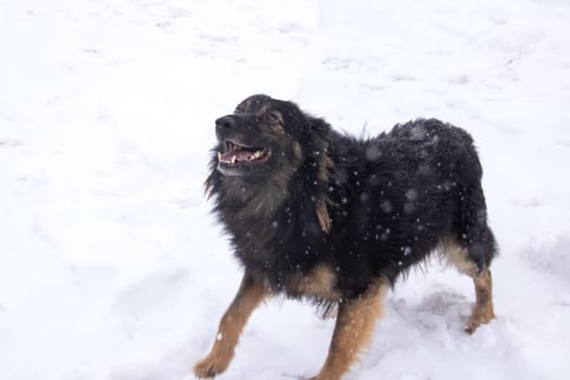 Black fluffy dog in the snow close up