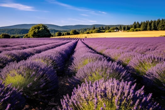 Sunset over a violet lavender field, AI Generative