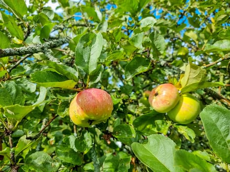 Apple tree. Branch of ripe red apples on a tree in a garden