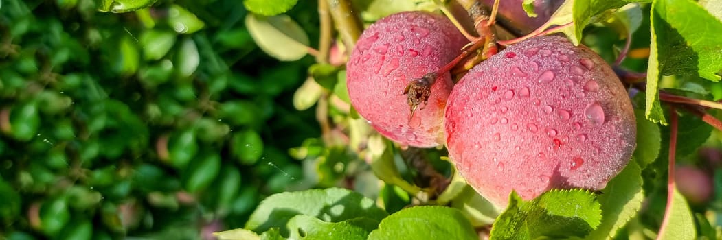 Apple tree. Branch of ripe red apples on a tree in a garden