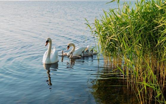 Two adult swans with cubs. Swan family.