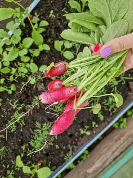 tasty eco radish from own garden. permaculture
