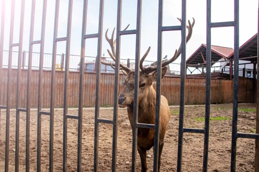 A deer behind the bars of an aviary close up