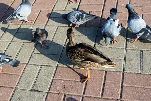 Ducks on the sidewalk in an autumn park close up
