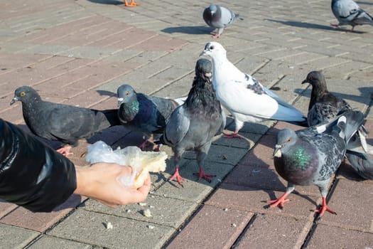 A girl feeds pigeons from her hands close up