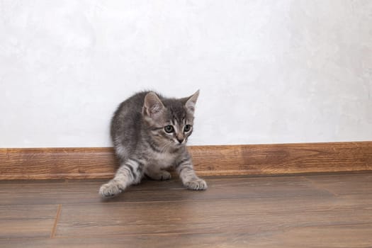 A gray kitten walks on a wooden floor close up