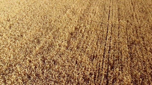 Wheat field. Field ears spikes of ripe wheat. Golden ripened wheat grains. Wheat grain harvest. Agricultural agrarian field. Harvesting land. Growing cultivation agricultural crops. Aerial drone view