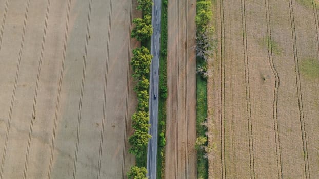 Cars driving the road with trees between large fields of yellow ripened wheat in summer. Agricultural agrarian industrial landscape. Aerial drone view. Top view. Harvest ripe mature crop scenery.