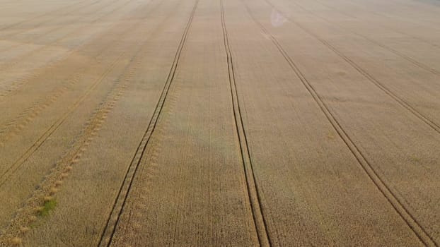 Wheat field. Flying over wheat field ears of mature ripe wheat. Sun light. Wheat grain crop harvest. Agricultural agrarian panoramic landscape. Industrial grain cultivation. Aerial drone view