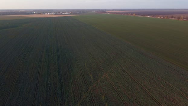 Agricultural fields of sugar beet and winter crops. Flying over large field green plants of sugar beet and winter plants. Agro-industrial agricultural farm fields. Agricultural landscape