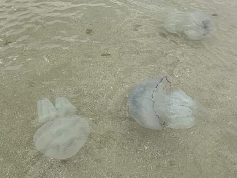 Tropical blue ocean with white sand underwater in Mediterranean Sea, underwater blue ocean background with sandy sea bottom, Blue deep water abstract natural background,jellyfish in Mediterranean Sea