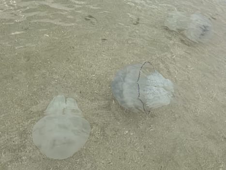 Tropical blue ocean with white sand underwater in Mediterranean Sea, underwater blue ocean background with sandy sea bottom, Blue deep water abstract natural background,jellyfish in Mediterranean Sea