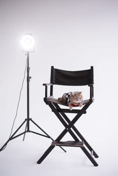A Scottish straight pet cat in a red tie sits on a black production chair in a white video production studio, vertical, isolated