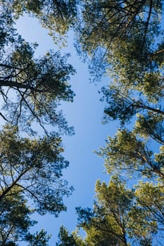 View up through green trees into the blue sky. Tall green spruce and fir in the sunlight. Spring summer nature background Copy space. Forest in the morning