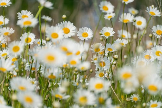 Daisy Chamomile background. Beautiful nature scene with blooming chamomilles in sun flare. Sunny day. Summer flowers