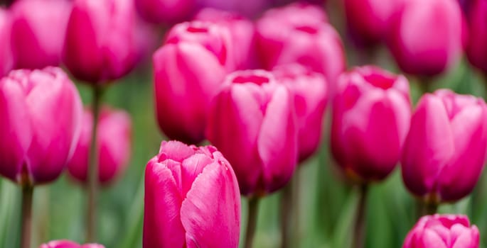 Pink tulips spring blossoming, bokeh flower background, pastel and soft floral card, selective focus.