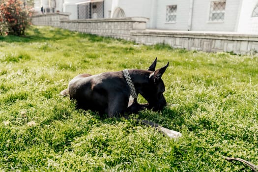 A black Great Dane is sitting in the city, posing in front of the camera with a serious look