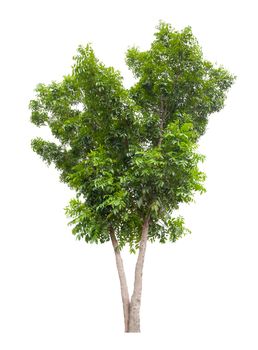 The freshness big green tree isolated on white background.