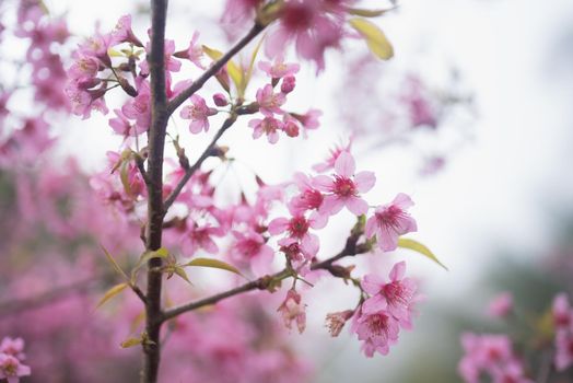 sakura flowers blossom in japan