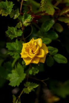 Beautiful yellow roses in the garden, roses for Valentine's Day or birthday. Yellow roses cover the garden