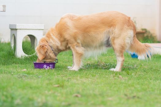 portrait of cute dog golden retriver on the lawn