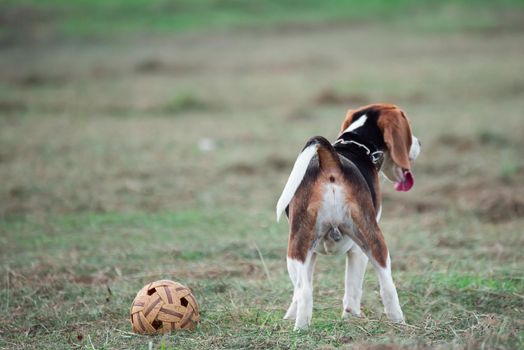 cute puppy beagle running and playing with ball on the lawn