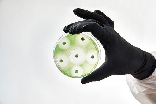 chemist wearing gloves at laboratory. testing process with glass plate and sample. viruses and health care concept. High quality photo