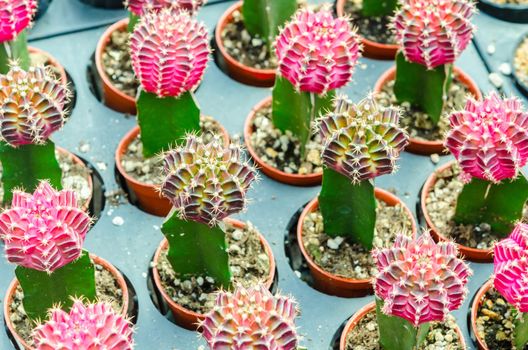 Gymnocalycium variegated cactus, Small cactus in a flower pot.