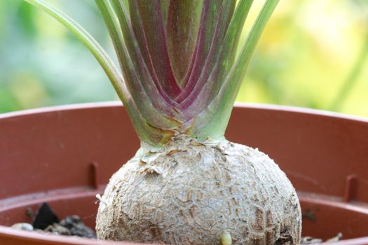 Nolina or Pony-tail palm caudex or swollen trunk. Indoor plants outdoors outside in summer season