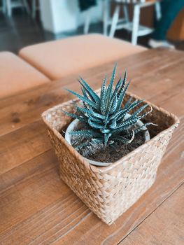cactus on wood table