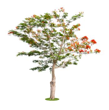 Barbados Pride, peacock Flower (Caesalpinia pulcherrima) Isolated on white background.